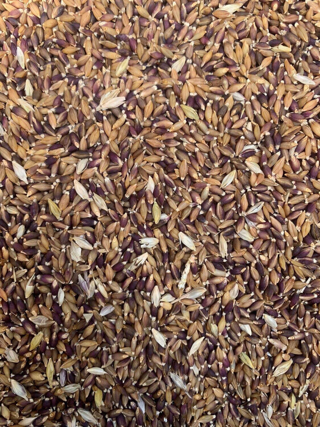 Sumire Mochi Barley (locally grown seed)