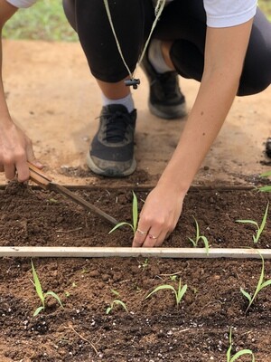 Online Course 3: Growing Healthy Seedlings | Saturday, March 26 2022 10:00AM - 12:00PM