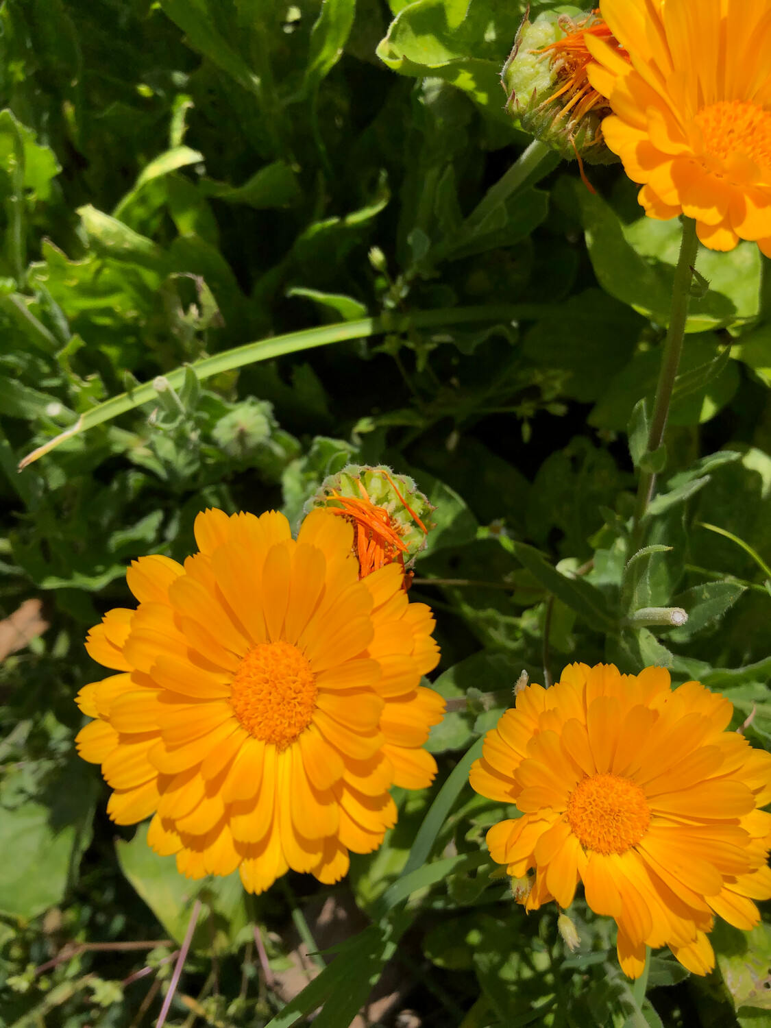 Calendula: From Seed to Salve | Sunday, June 5th 10:00AM - 12:00PM