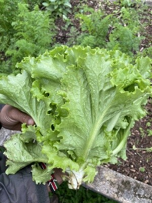 Greenleaf Lettuce