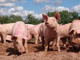 Pigs Investment Projects