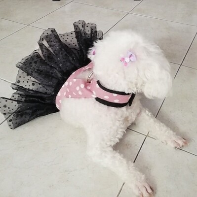 Vestido para mascota