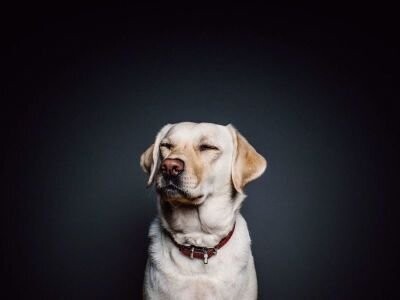 Tips to keep your Dog&#39;s House Cool in Summer - Guide