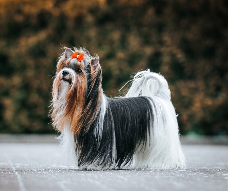 Essential Guide for ESA Dog Training