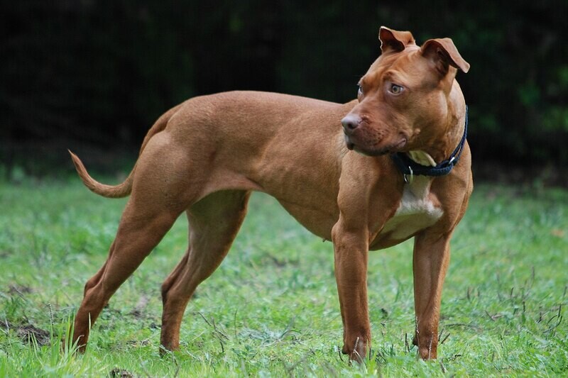 Administration Dogs Vs. ESA Dogs