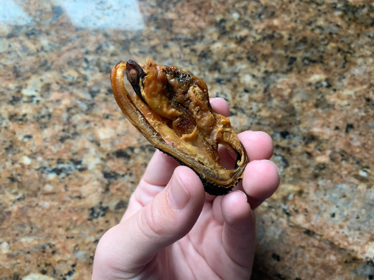 Raw Dehydrated Green Lipped Mussel Treats