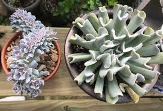 Succulent Echeveria Topsy Turvy