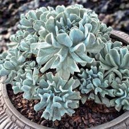 Succulent Echeveria Topsy Turvy