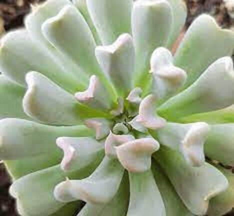 Succulent Echeveria Topsy Turvy