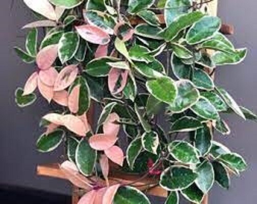 Hoya Krimson Queen