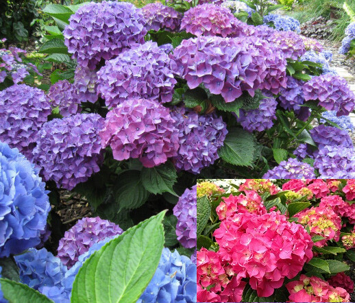 Hydrangea4937　0806 Happy Hydrangea - Pink in Woodbridge ON - Pine Valley Florist