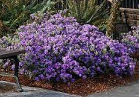 Rhododendron Ramapo