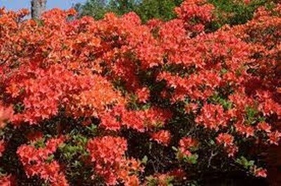 Azalea Mandarin Lights