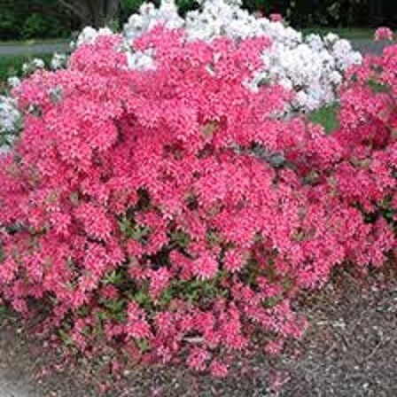 Azalea Rosy Lights