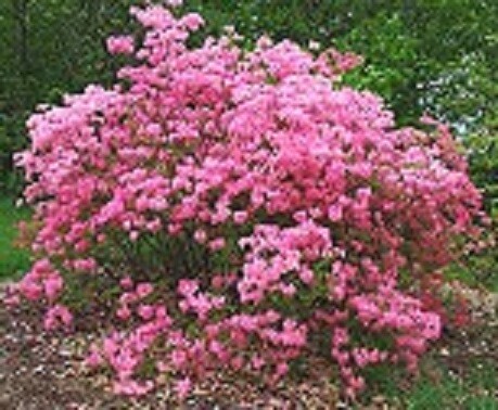Azalea Rosy Lights