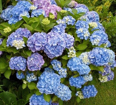Hydrangea4937　0806 Shop Hydrangeas: – LandscapeDirect
