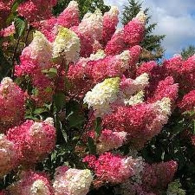 Hydrangea4937　0806 Shop Hydrangeas: – LandscapeDirect