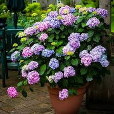 Hydrangea4937　0806 Faux Hydrangea Floor Plant 88.9 cm (35 in.) | Costco