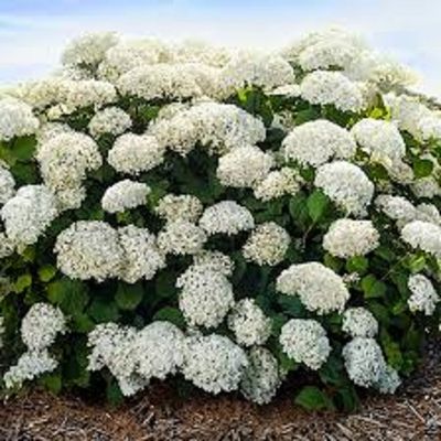 Hydrangea4937　0806 Happy Hydrangea - Pink in Woodbridge ON - Pine Valley Florist