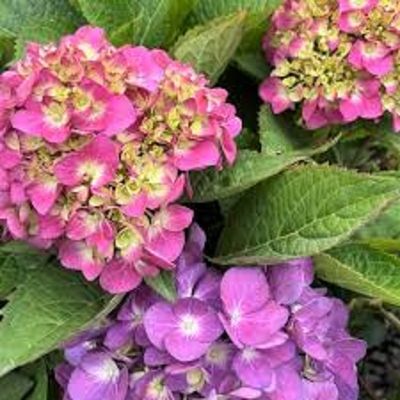 Humber Nurseries Limited - Corner Brook, NL