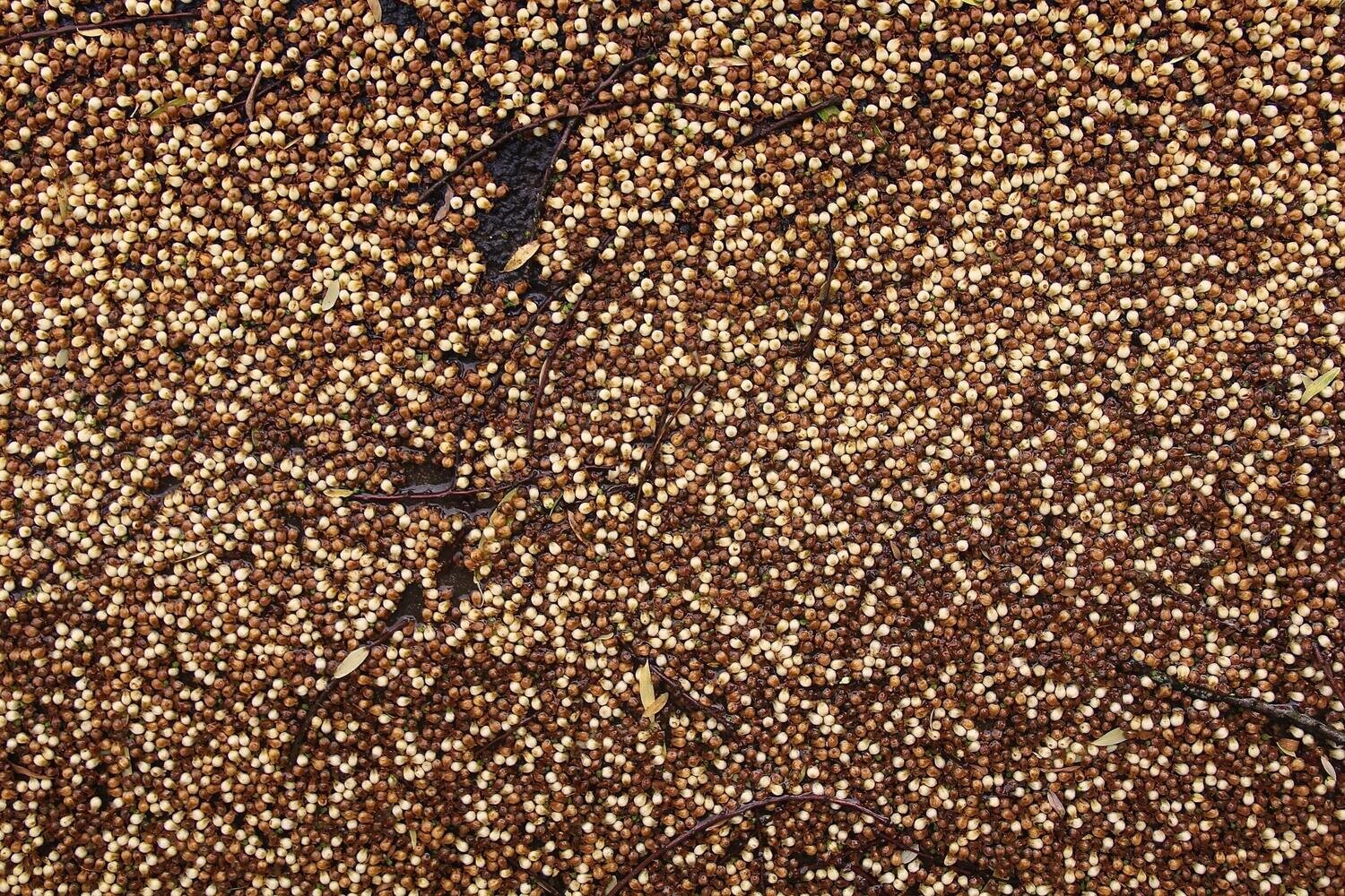 Brown Mustard Seeds 2.2oz