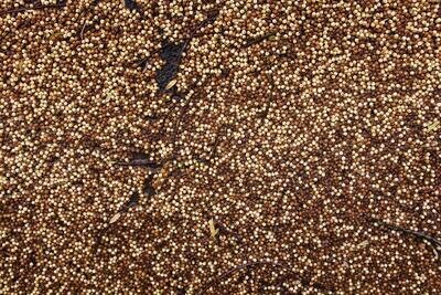 Brown Mustard Seeds 2.2oz