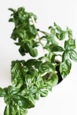 Dried Basil 0.6oz