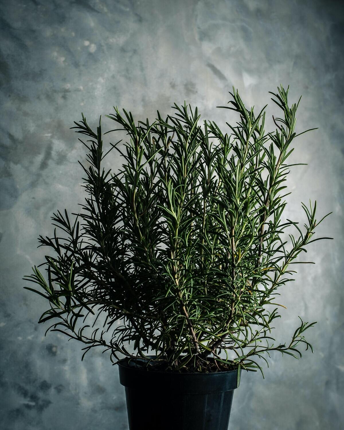 Rosemary 1oz