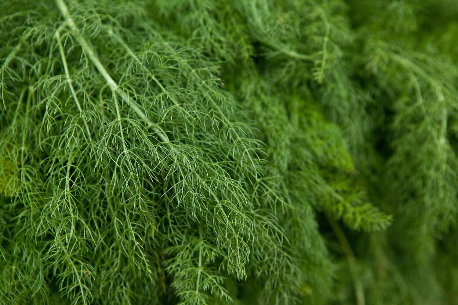 Dill Weed 0.7oz