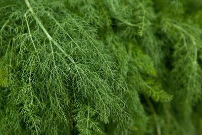 Dill Weed 0.7oz