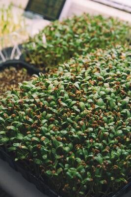Dried Fenugreek Leaves 0.3oz