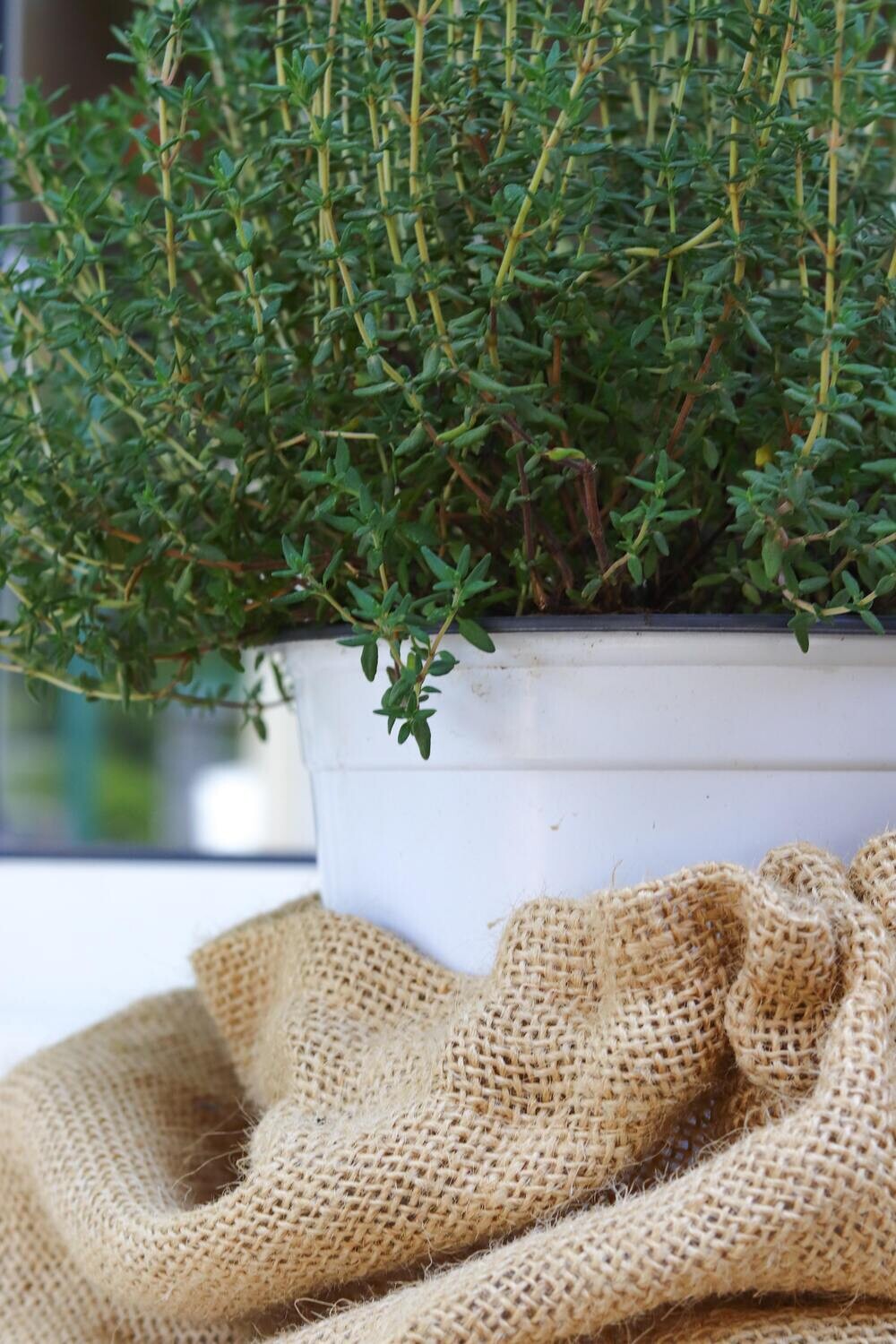 Dried Thyme Leaf 0.7oz
