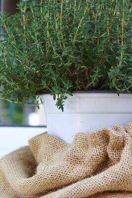 Dried Thyme Leaf 0.7oz