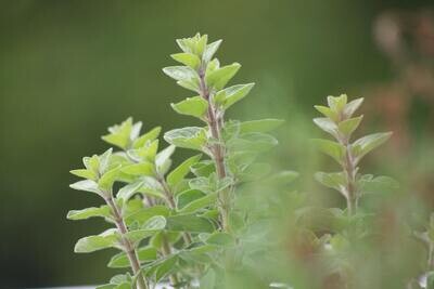 Greek Oregano 0.7oz