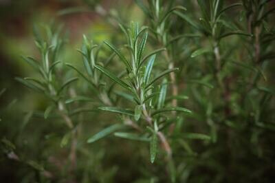 Rosemary Olive Oil