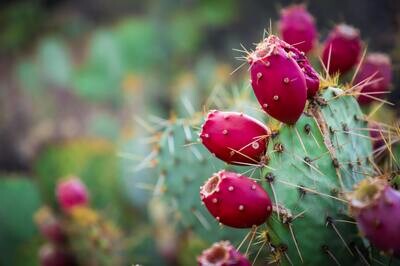 Prickly Pear Dark Balsamic