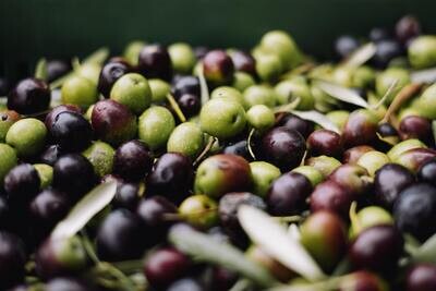 Spanish Signature Blend EVOO