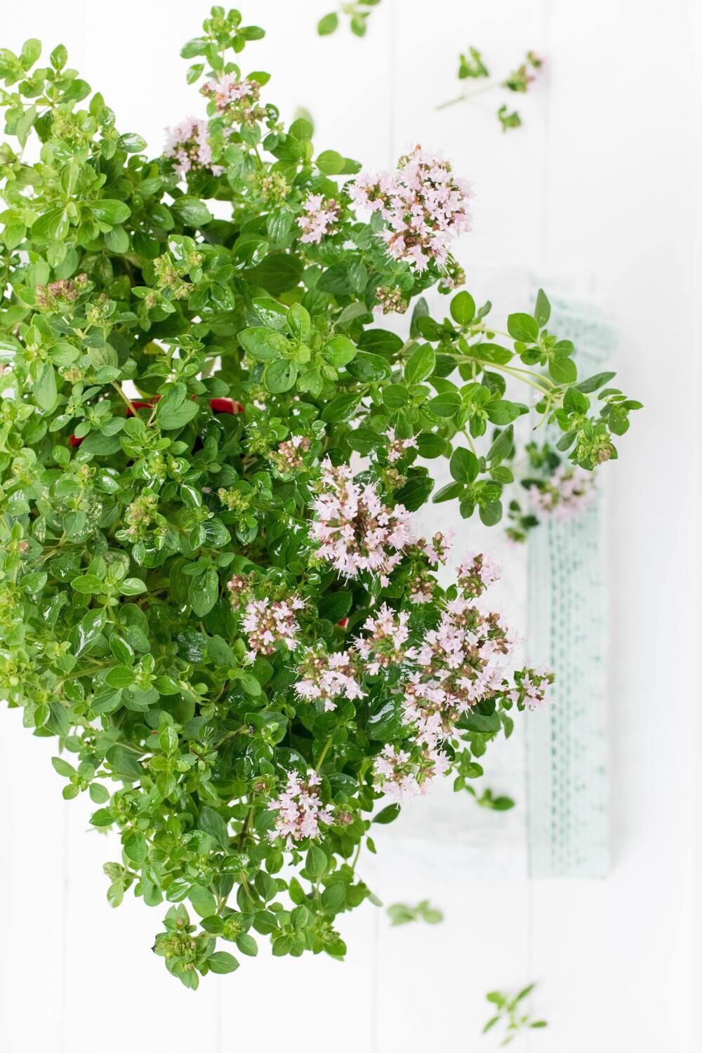 Marjoram Leaf 0.4oz