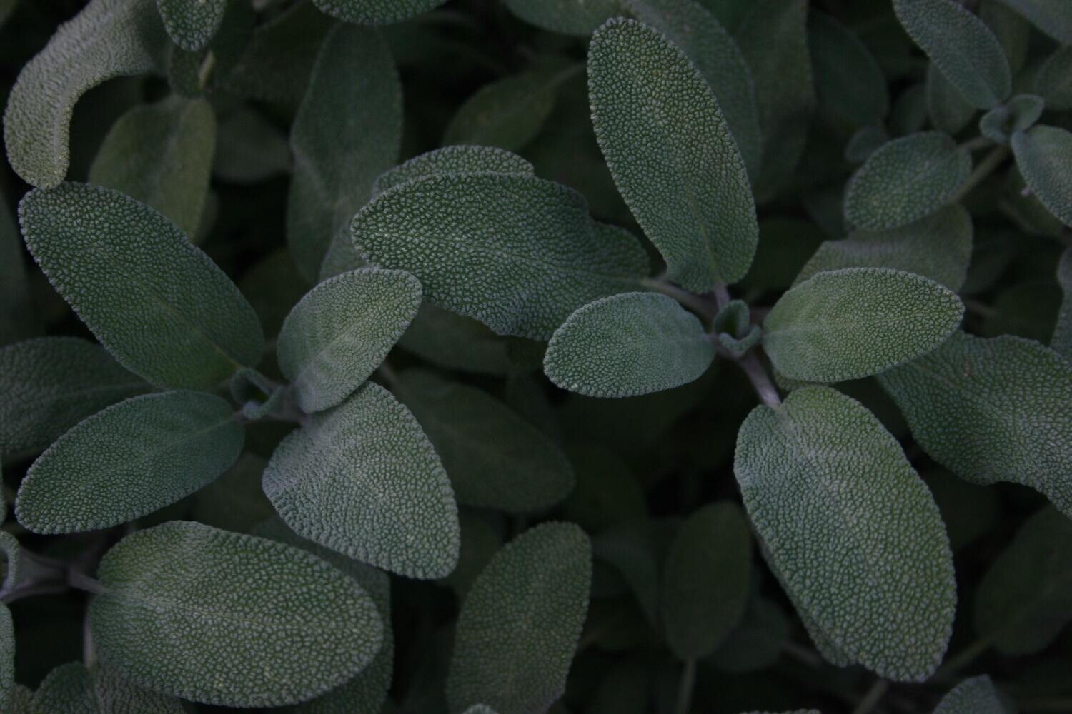 Sage 0.8oz