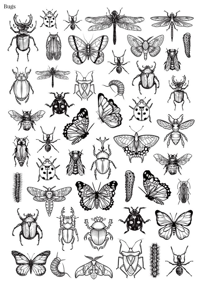 Stikeri &quot;Bugs&quot;