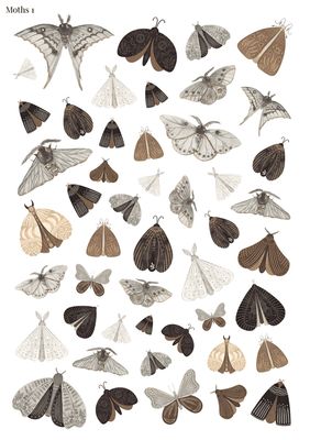 Stikeri "Moths 1"