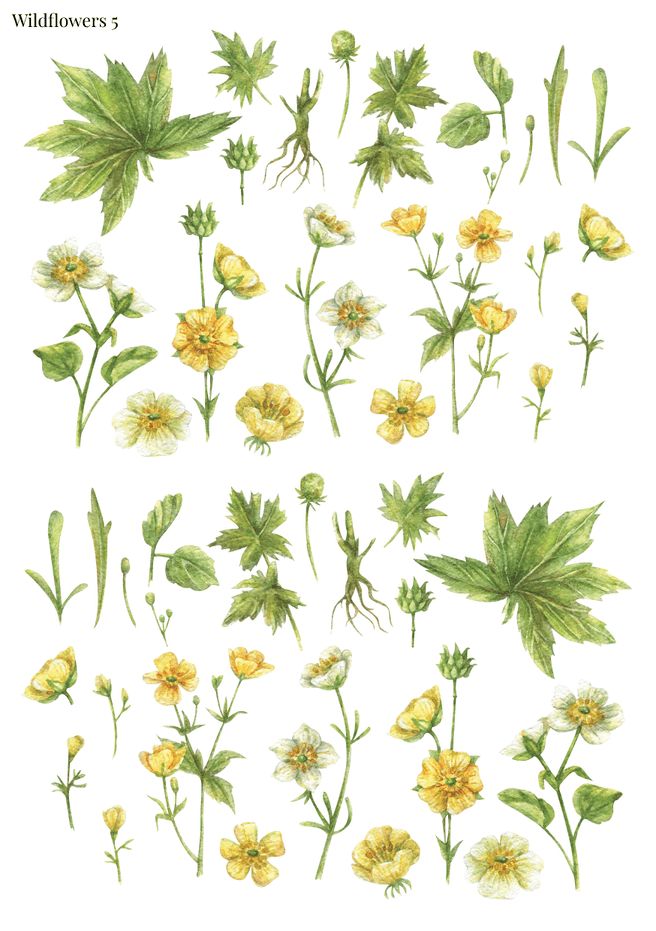 Stikeri &quot;Wildflowers 5&quot;