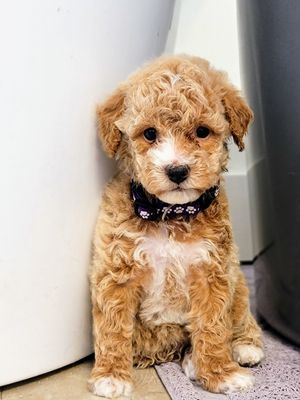 Available Goldendoodle Puppies