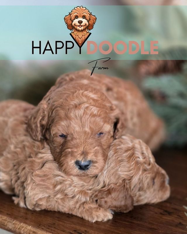 Mini Goldendoodle Puppy SOLD
