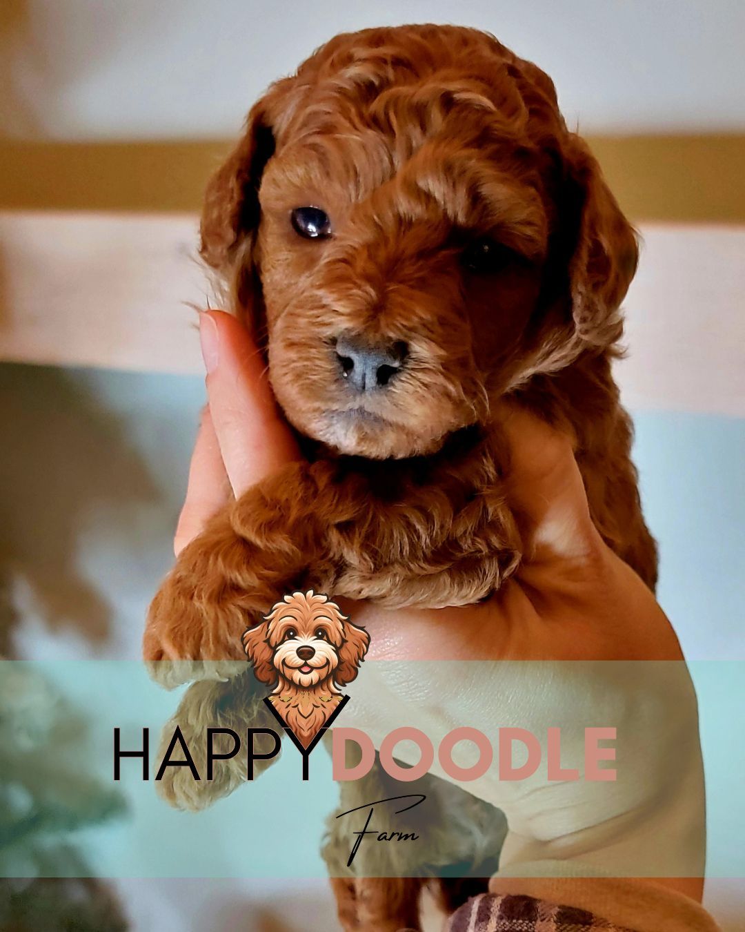 Mini Goldendoodle Puppy SOLD Mini Goldendoodle Puppy SOLD