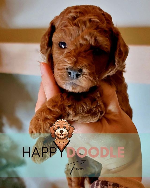Mini Goldendoodle Puppy SOLD