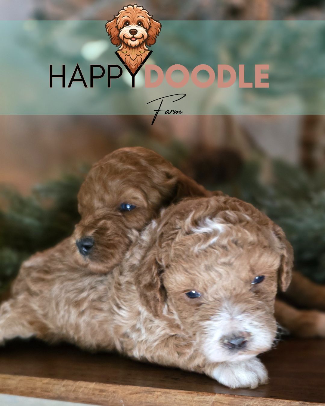 Mini Goldendoodle Puppy SOLD Mini Goldendoodle Puppy SOLD