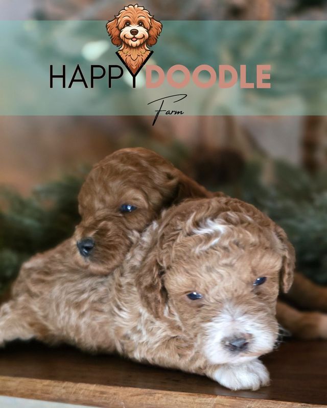 Mini Goldendoodle Puppy SOLD