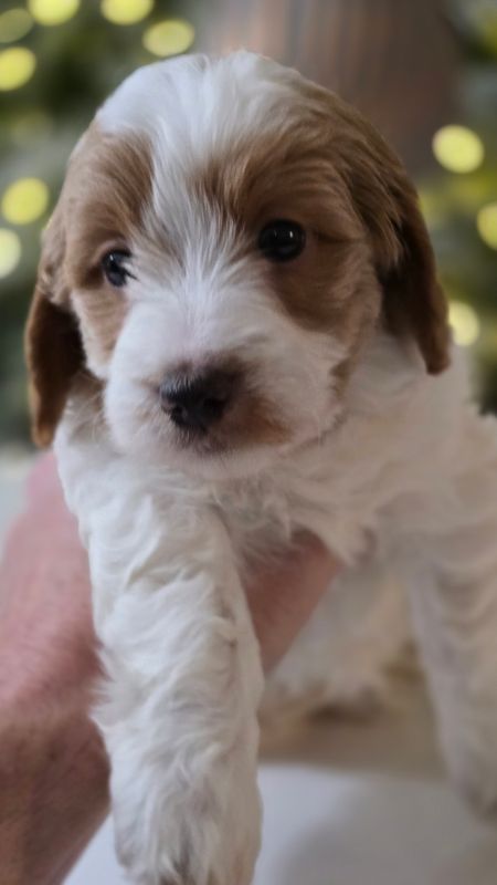 Mini Goldendoodle Puppy $3,500 (Price Shown is non-refundable Deposit)