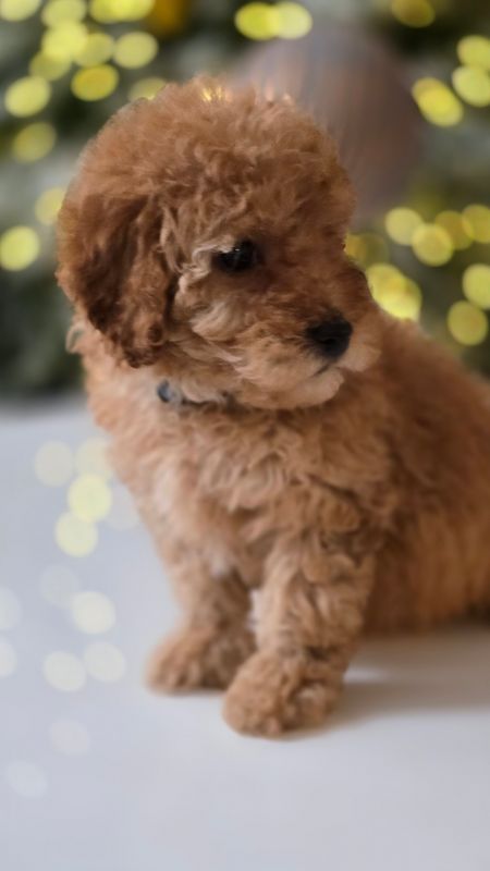 Mini Goldendoodle Puppy $3,500 (Price Shown is non-refundable Deposit)